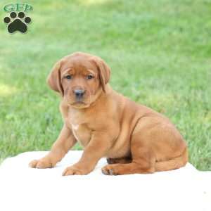 Daisy, Fox Red Labrador Retriever Puppy
